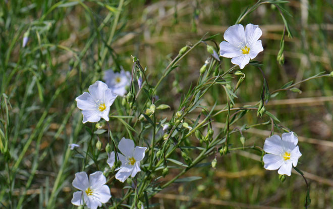 Linum lewisii, Lewis Flax